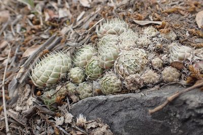 Orostachys spinosa, photographed by Pavel Borodin