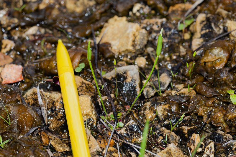 Leavenworthia uniflora, photographed by Nathan Aaron