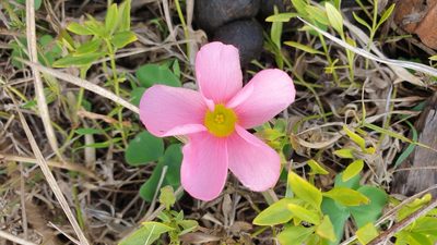 Oxalis purpurea, photographed by Rosalie Lawrence