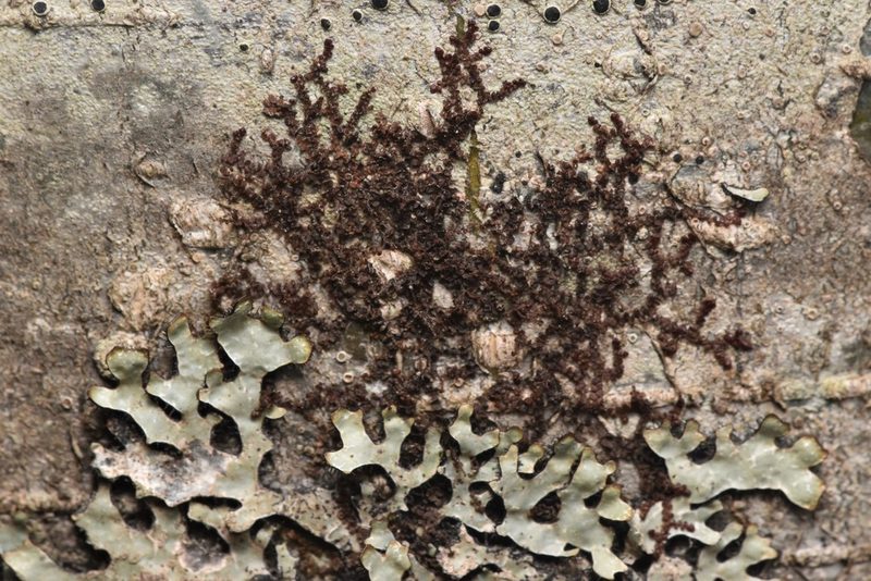 Frullania bolanderi, photographed by Braden J. Judson