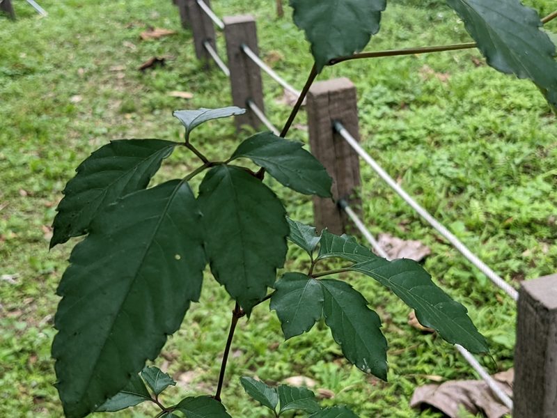 Causonis corniculata, photographed by Chen Jia Hong