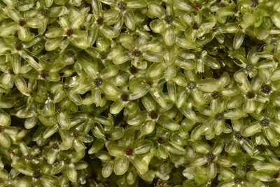 Rhizomnium glabrescens, photographed by Braden J. Judson