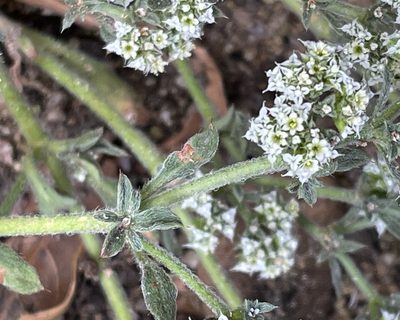 Chorizanthe diffusa, photographed by Irene