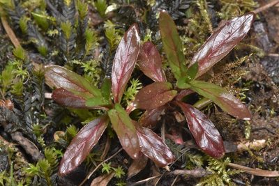 Epilobium ciliatum, photographed by Braden J. Judson