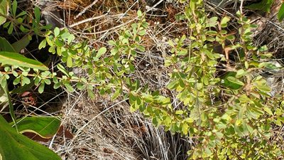 Bursaria spinosa, photographed by Rosalie Lawrence