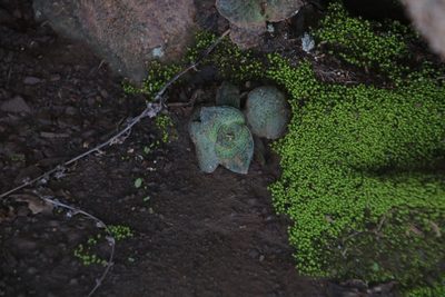 Crassula montana, photographed by Tony Rebelo