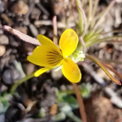 Viola purpurea, photographed by James C. Davis