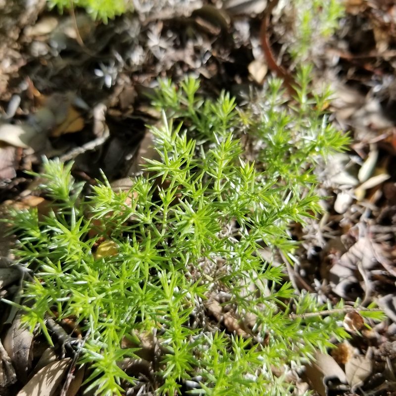 Galium andrewsii, photographed by James C. Davis