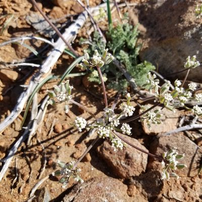 Lomatium dasycarpum, photographed by James C. Davis