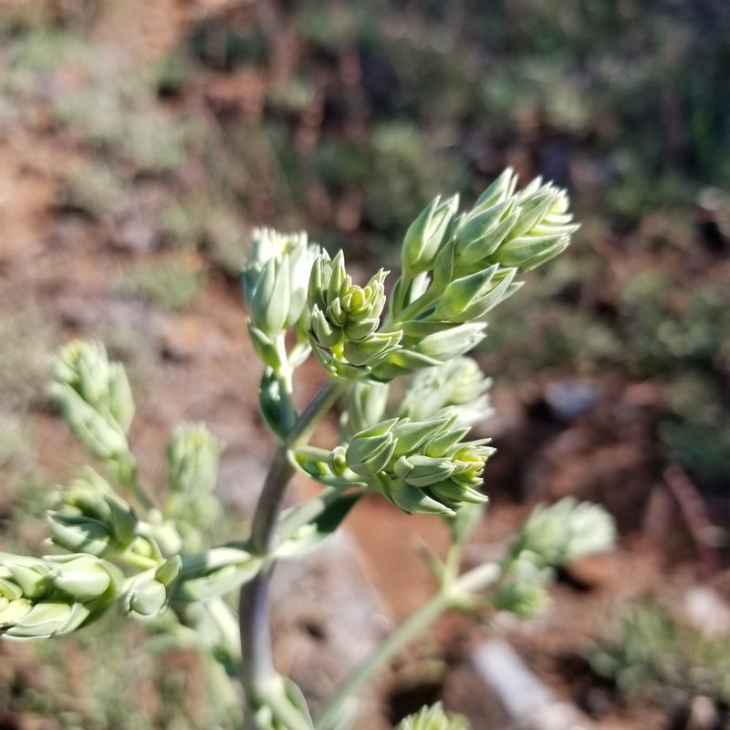 Frasera parryi, photographed by James C. Davis
