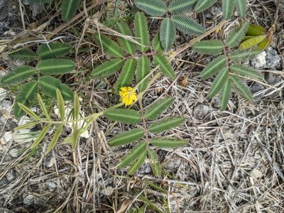 Neptunia pubescens, photographed by Cleveland Powell