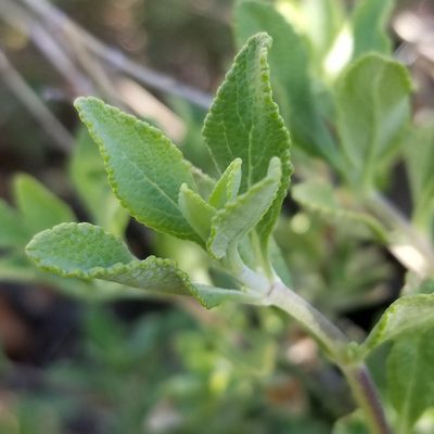 Salvia clevelandii, photographed by James C. Davis