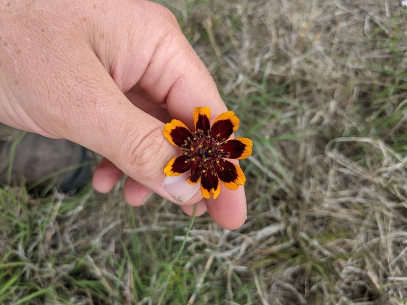 Thelesperma burridgeanum, photographed by Cleveland Powell