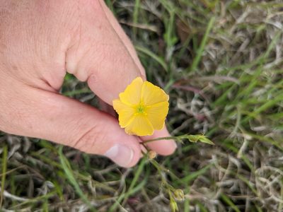 Linum rigidum, photographed by Cleveland Powell