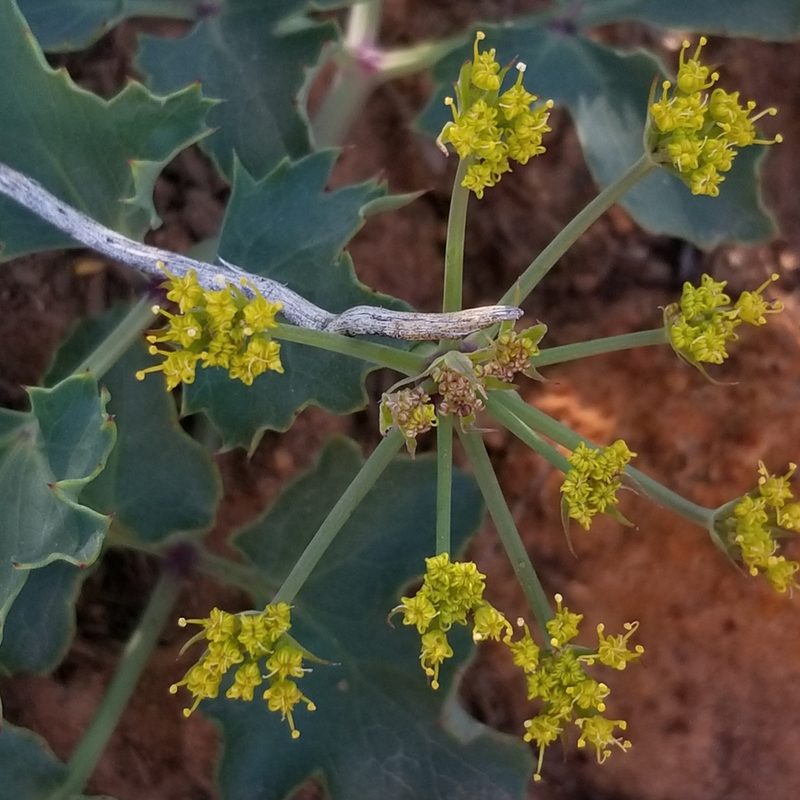 Lomatium lucidum, photographed by James C. Davis