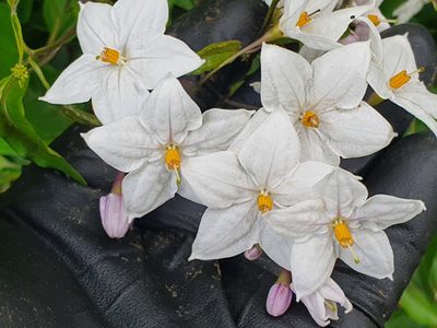 Solanum laxum, photographed by Jaco Grundling