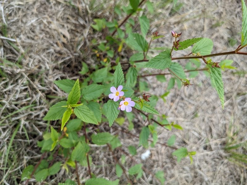 Melochia pyramidata, photographed by Cleveland Powell
