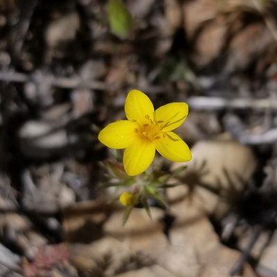 Leptosiphon parviflorus, photographed by James C. Davis