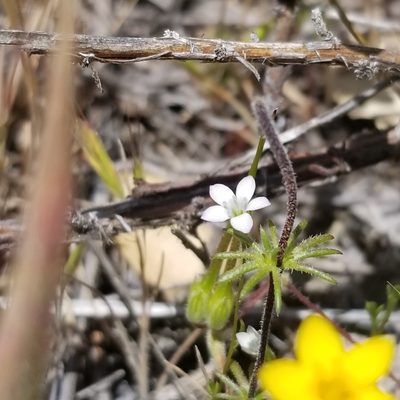Gilia angelensis