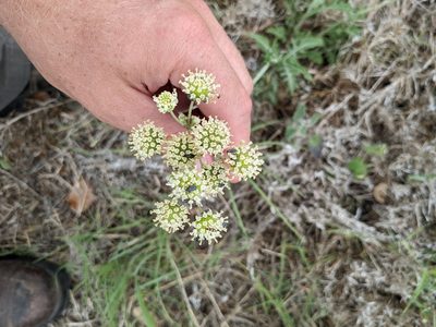 Hymenopappus artemisiifolius, photographed by Cleveland Powell