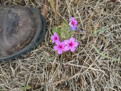Phlox drummondii, photographed by Cleveland Powell