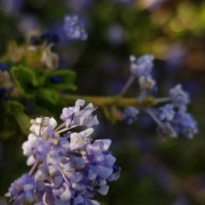 Ceanothus foliosus, photographed by James C. Davis