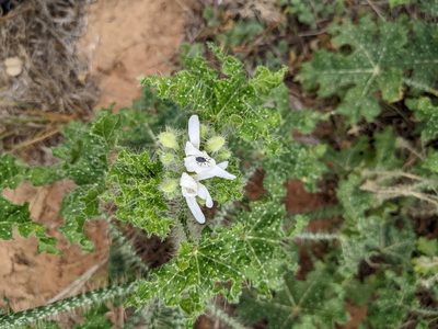 Cnidoscolus texanus, photographed by Cleveland Powell