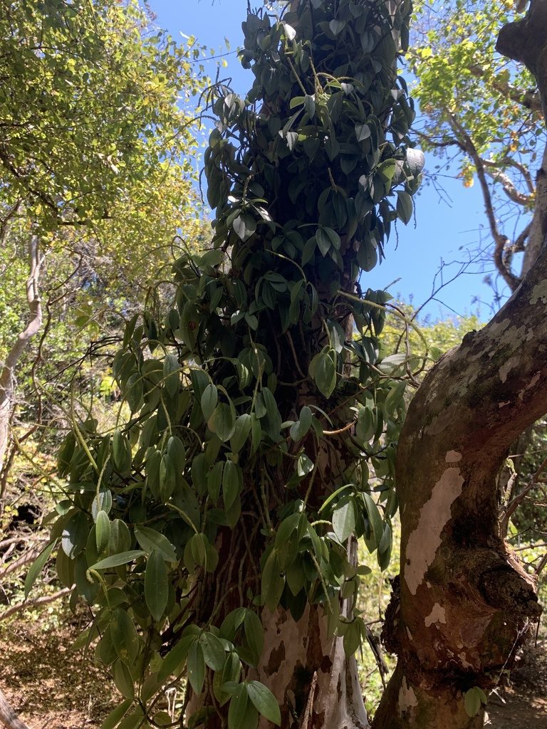 Peperomia socorronis, photographed by william_hoyer