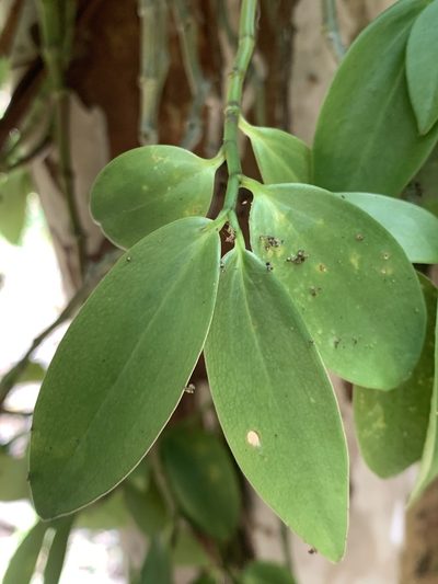 Peperomia socorronis, photographed by william_hoyer