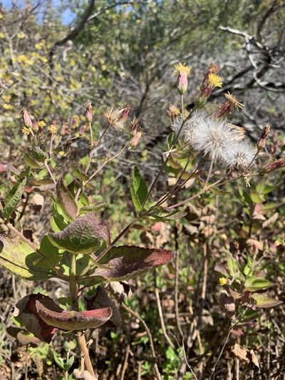 Brickellia peninsularis, photographed by william_hoyer