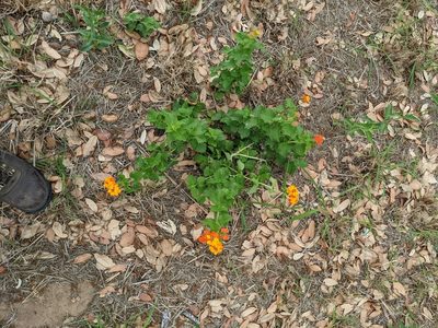 Lantana urticoides