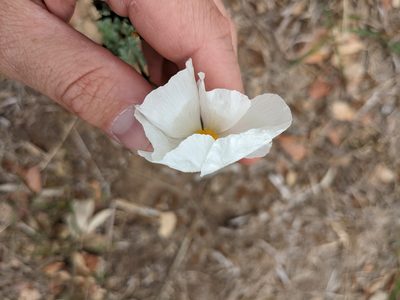 Argemone albiflora, photographed by Cleveland Powell