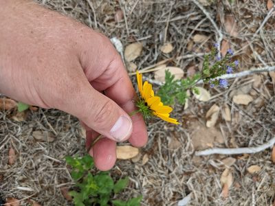 Helianthus debilis, photographed by Cleveland Powell
