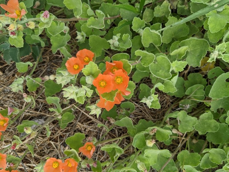 Sphaeralcea lindheimeri, photographed by Cleveland Powell