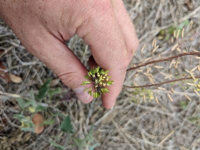 Descurainia pinnata, photographed by Cleveland Powell