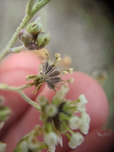 Hymenopappus carrizoanus, photographed by Cleveland Powell