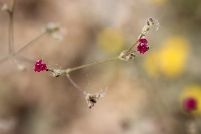 Boerhavia coccinea, photographed by Andrew Meeds