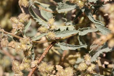 Ambrosia ambrosioides, photographed by Andrew Meeds