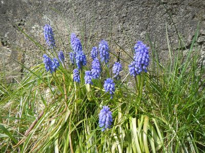 Muscari armeniacum, photographed by humon