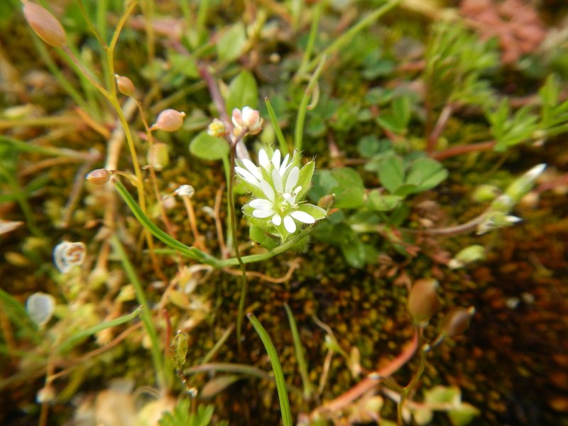 Cerastium pumilum, photographed by humon