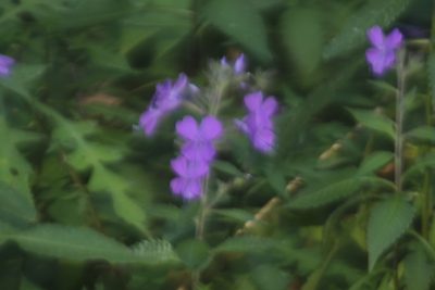 Bonplandia geminiflora, photographed by Juan Cruzado Cortés