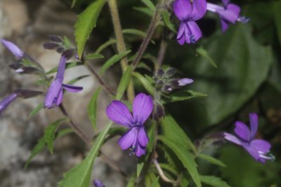 Bonplandia geminiflora, photographed by Juan Cruzado Cortés