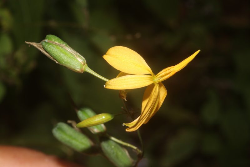 Echeandia reflexa, photographed by Juan Cruzado Cortés
