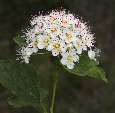 Physocarpus intermedius, photographed by aarongunnar