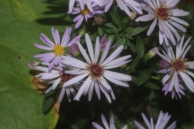 Symphyotrichum carnerosanum, photographed by Juan Cruzado Cortés