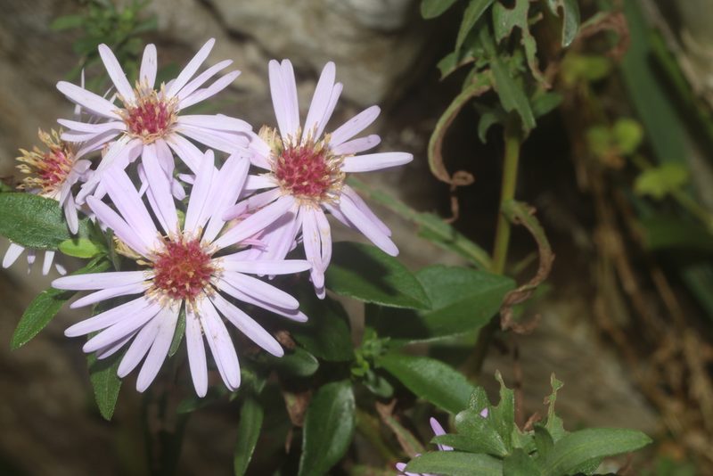 Symphyotrichum carnerosanum, photographed by Juan Cruzado Cortés
