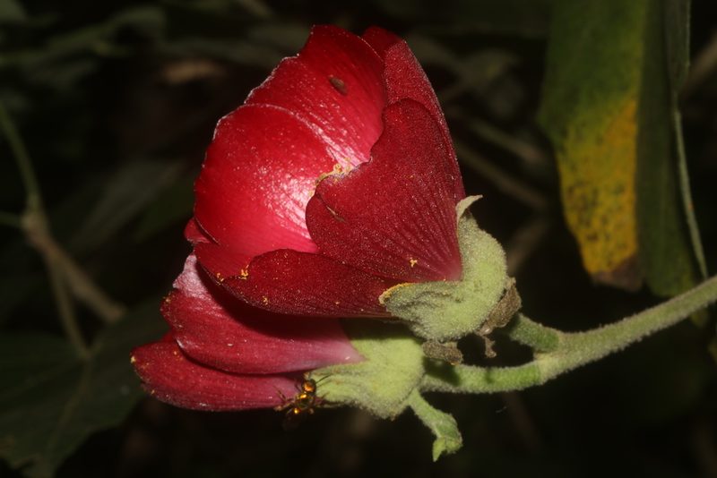 Phymosia umbellata, photographed by Juan Cruzado Cortés