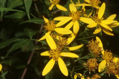 Bidens reptans, photographed by Juan Cruzado Cortés