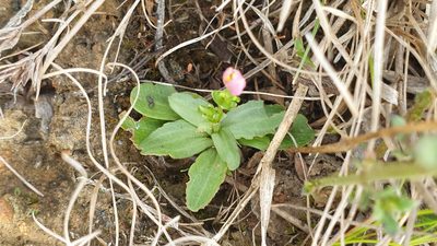 Centaurium erythraea