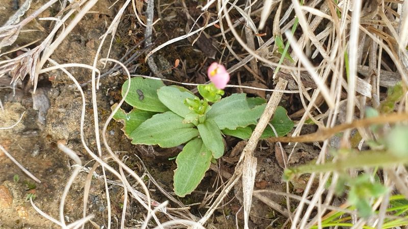 Centaurium erythraea, photographed by Rosalie Lawrence